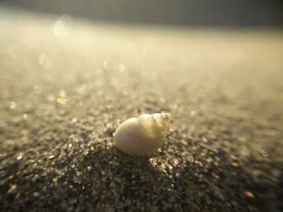 Seashell, sand, sunlight